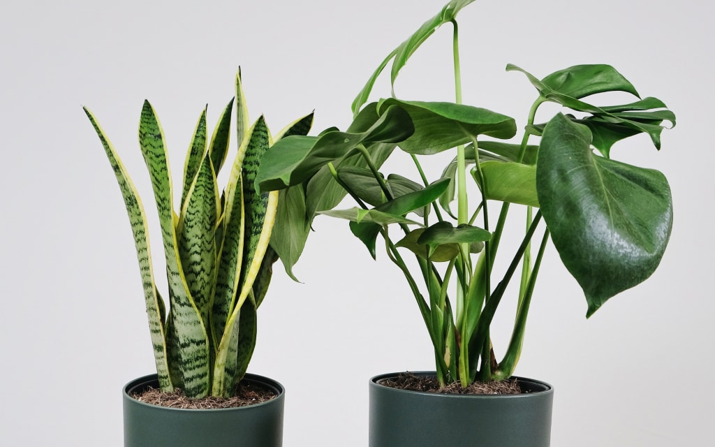 5 stijlvolle planten met weinig onderhoud